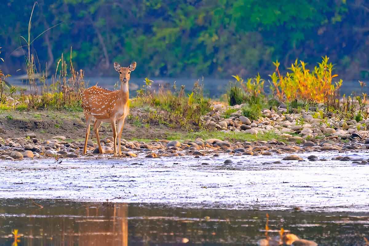 Wildlife Safari & Nature Tours